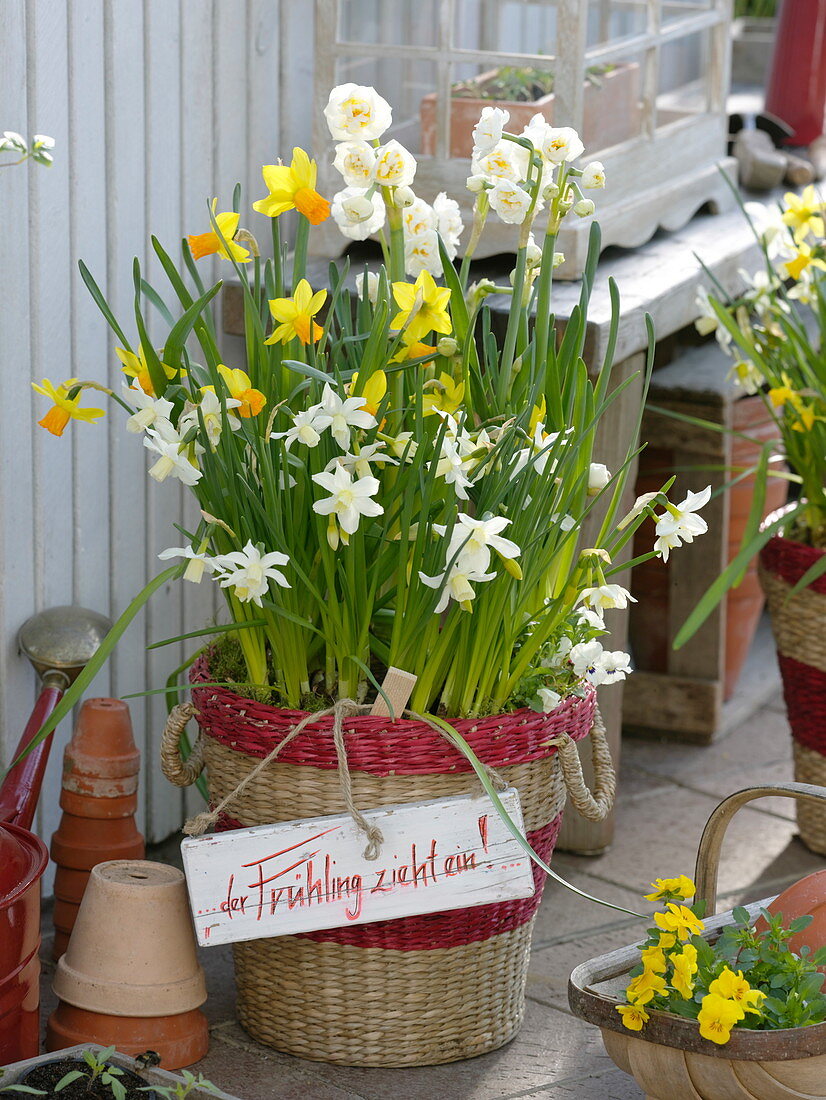 Narcissus 'White Tete a Tete', 'Jetfire', 'Bridal Crown' (Narzissen)