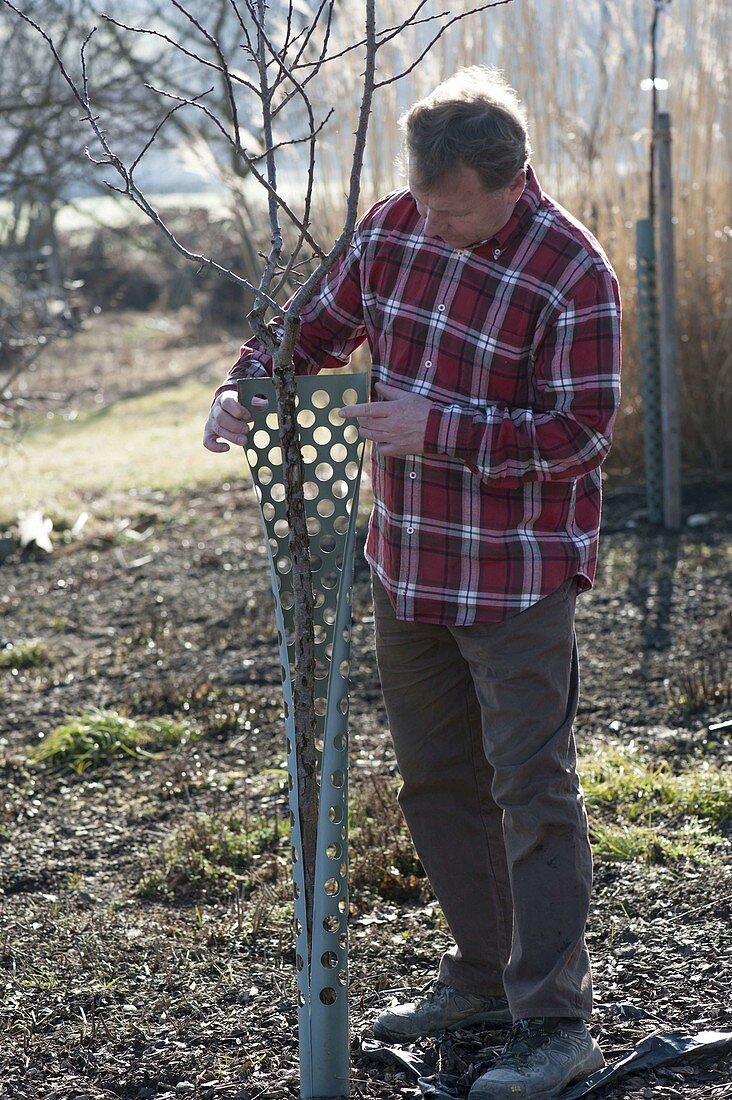 Man putting plastic sleeves as a stem protection around fruit tree