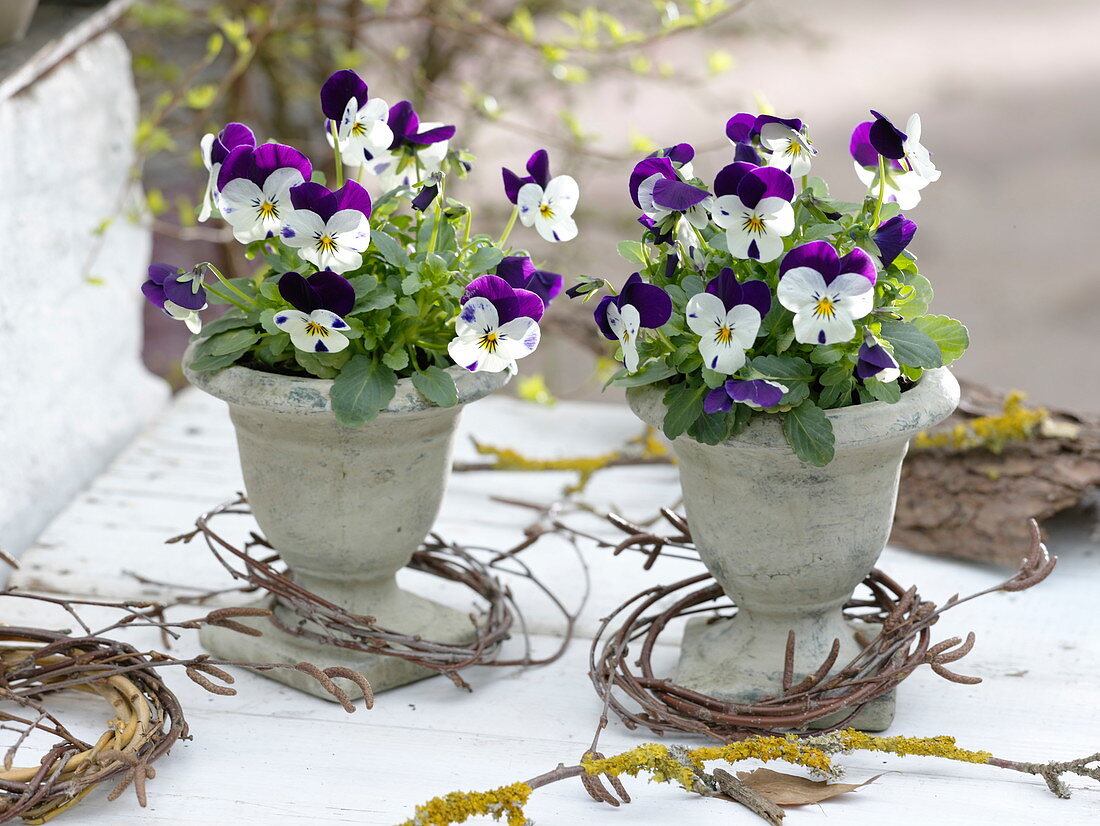 Viola cornuta Penny 'Mickey' (Hornveilchen) in kleinen Blumenspindeln
