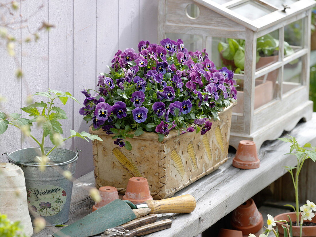 Viola cornuta (Hornveilchen) in handgetöpfertem Kasten