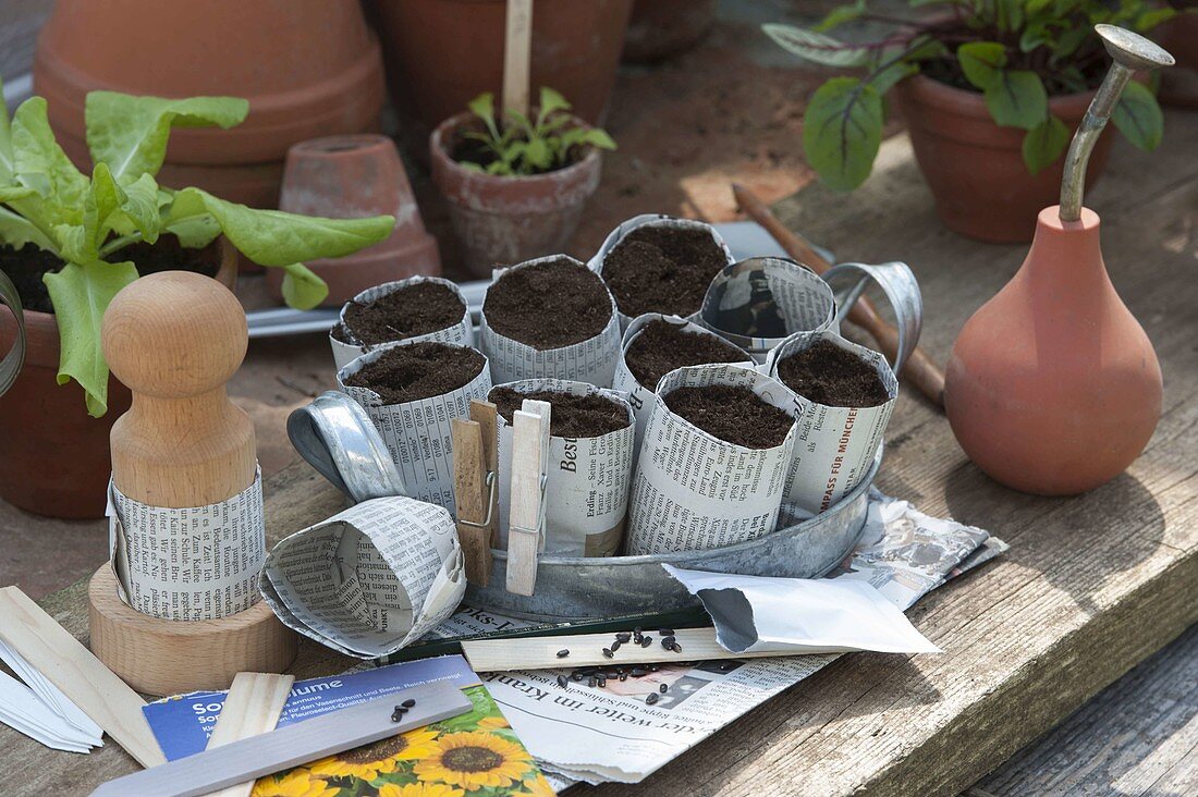 Sowing sunflowers in home made pots