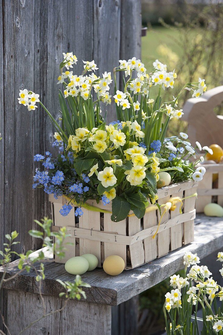 Spank basket with Narcissus 'Minnow' (Daffodil), Primula elatior
