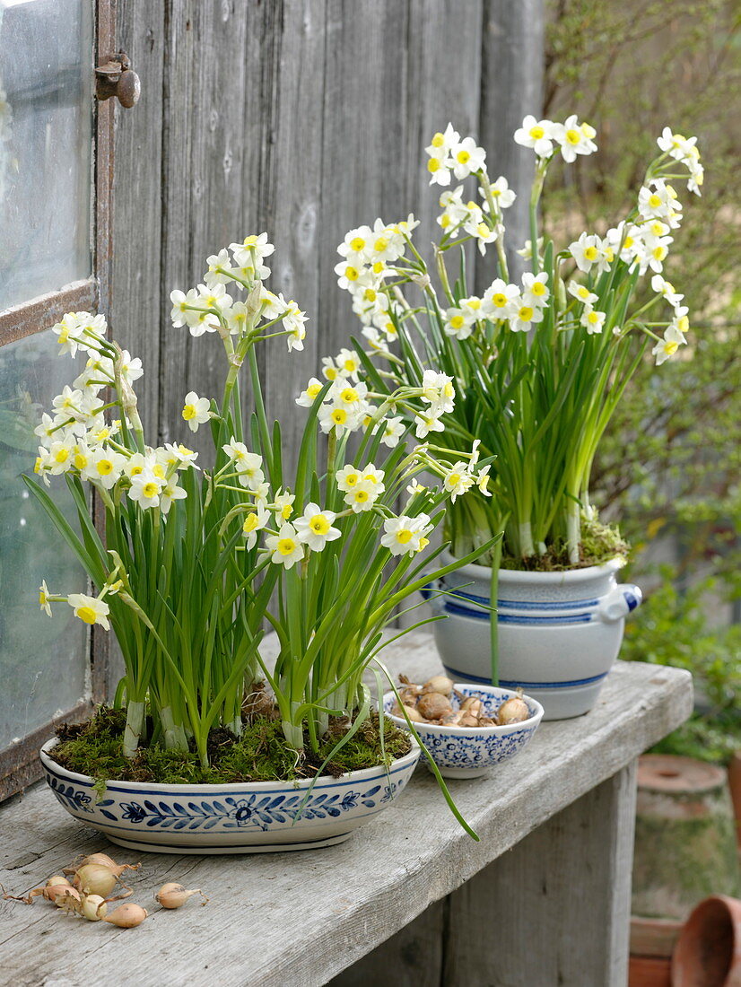 Narcissus 'Minnow' (Narzissen), gut zum verwildern geeignet