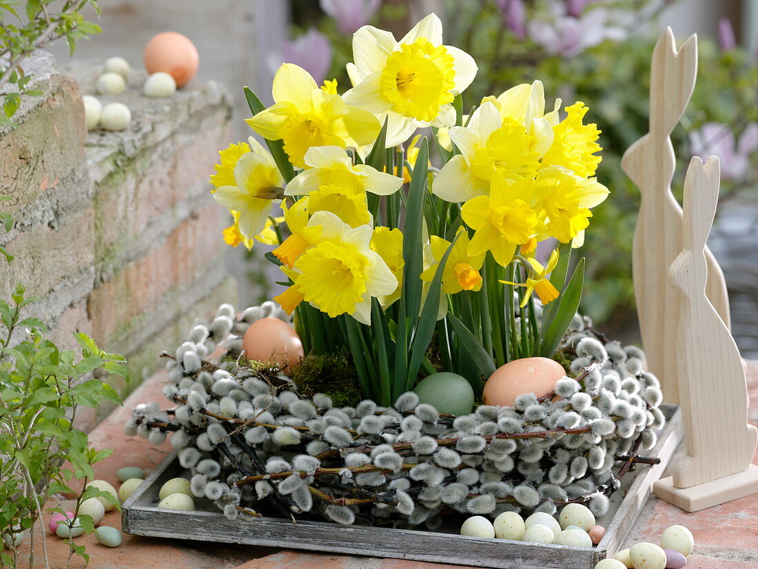 Narcissus 'Holland Sensation', 'Jetfire' in wreath from Salix