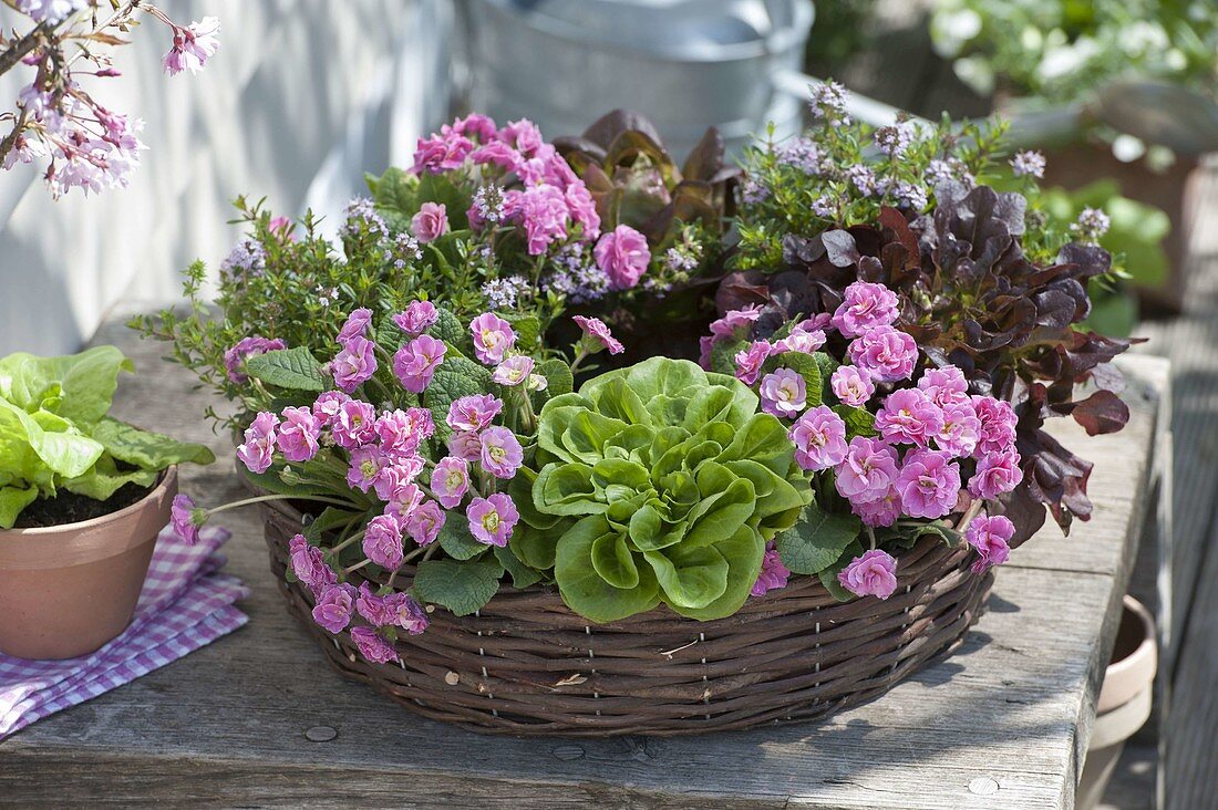 Eßbarer Frühlingskranz : Primula 'Romance' (Gefüllte Primeln)