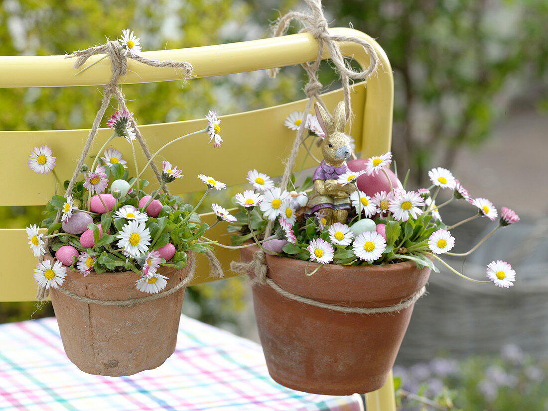 Bellis perennis hung in clay pots on chair back