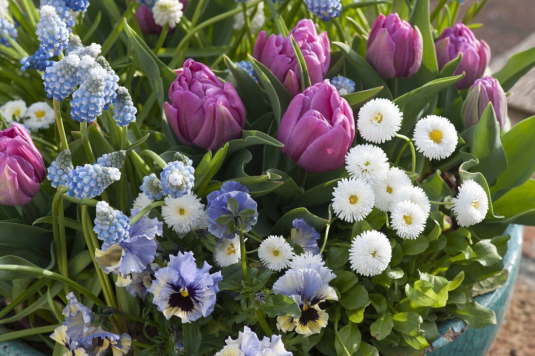 Turquoise bowl with Tulipa 'Lilac Star' (tulip), Muscari