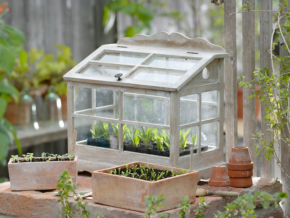 Mini-Gewächshaus mit Jungpflanzen und Terracotta-Schalen