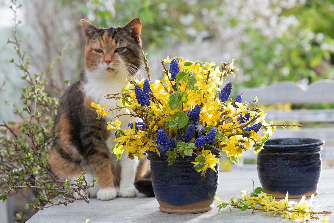 Blue and yellow spring bouquet with forsythia (gold bells)