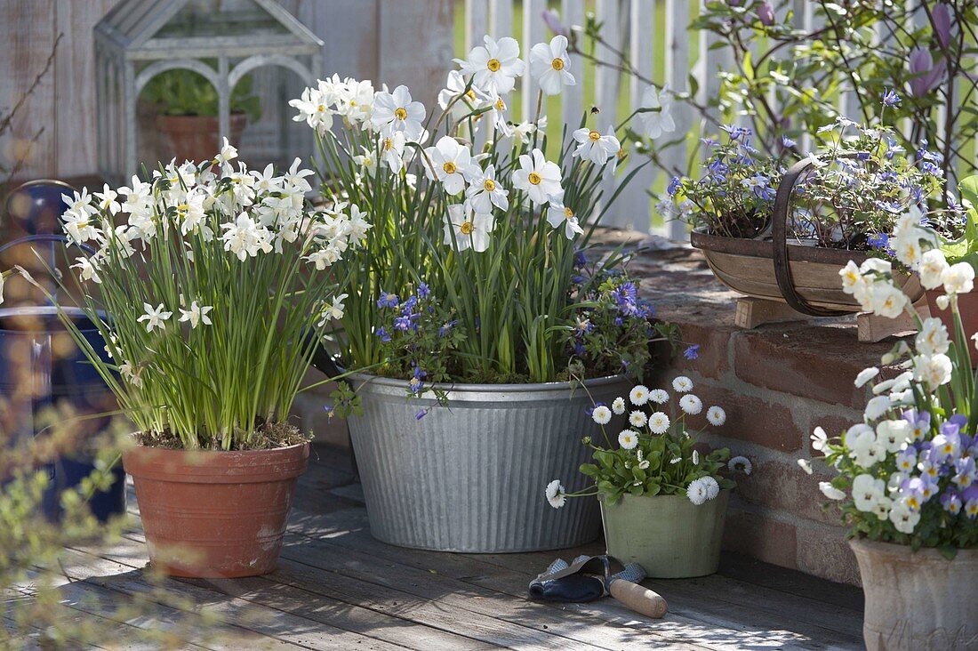 Narcissus 'White Tete a Tete' 'Poeticus' (Daffodils), Anemone blanda