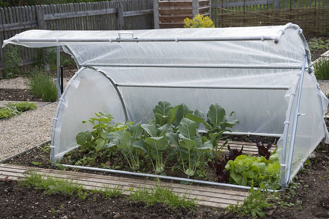 Brühwiler garden hood as a cold frame, planted with turnip cabbage