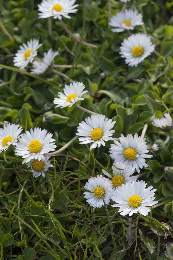 Bellis perennis (daisies) in the lawn