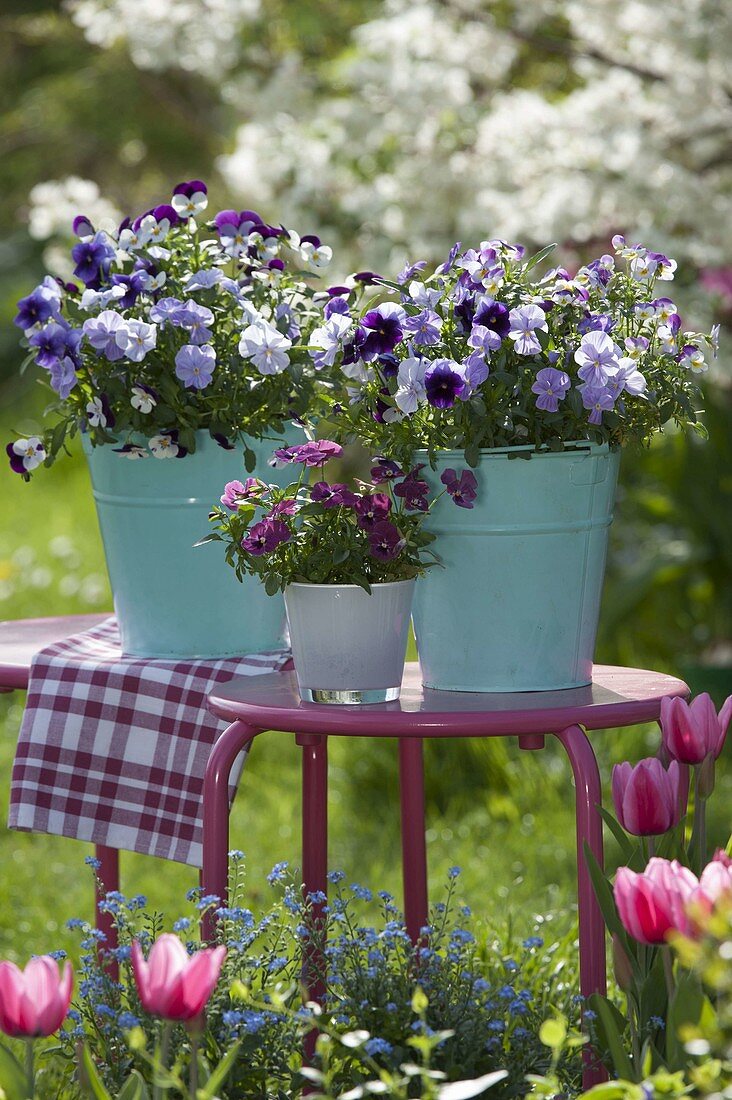 Viola wittrockiana Mariposa 'Lavender Shades' und Ultima 'Supreme Beacon'