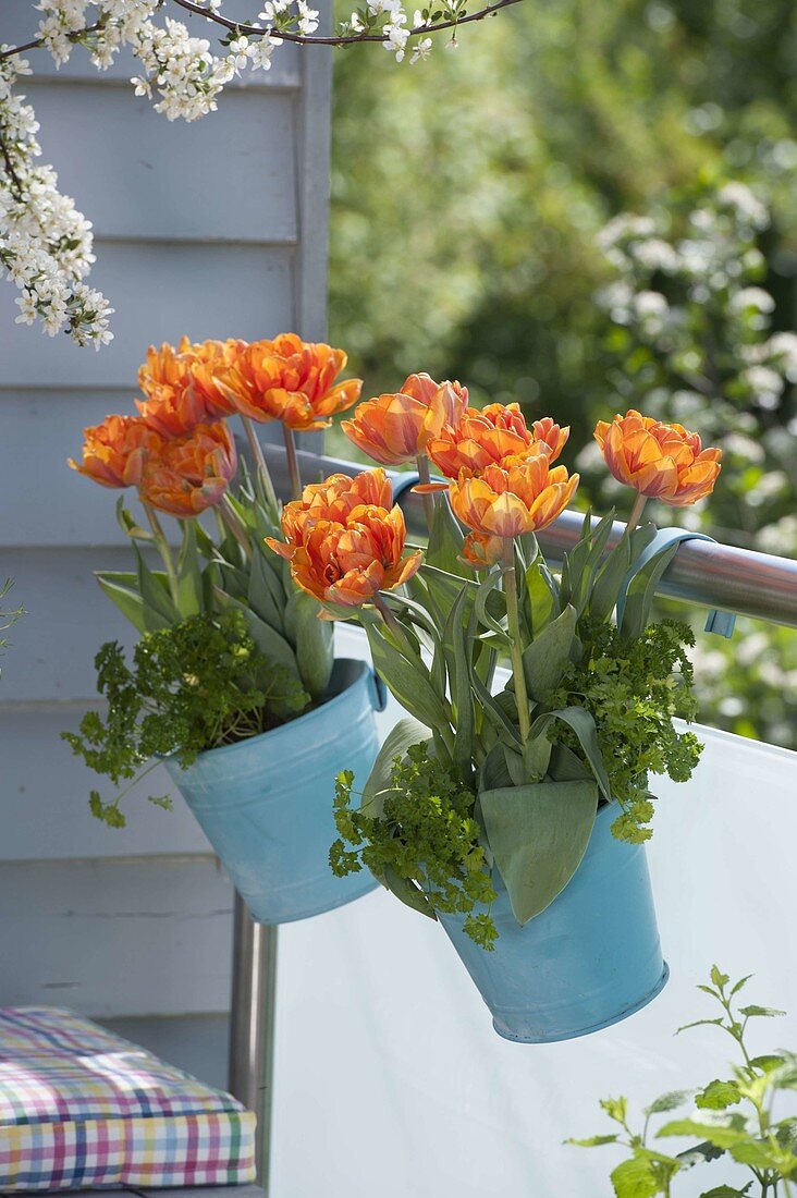 Hängetöpfe am Balkongeländer mit Tulipa 'Orange Princess' (Tulpen)