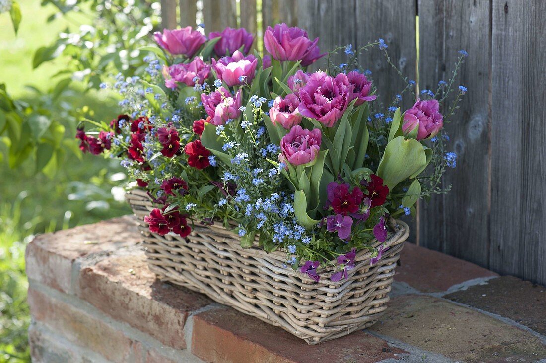 Korbkasten mit Tulipa 'Lilac Star' (Gefüllten Tulpen), Viola cornuta