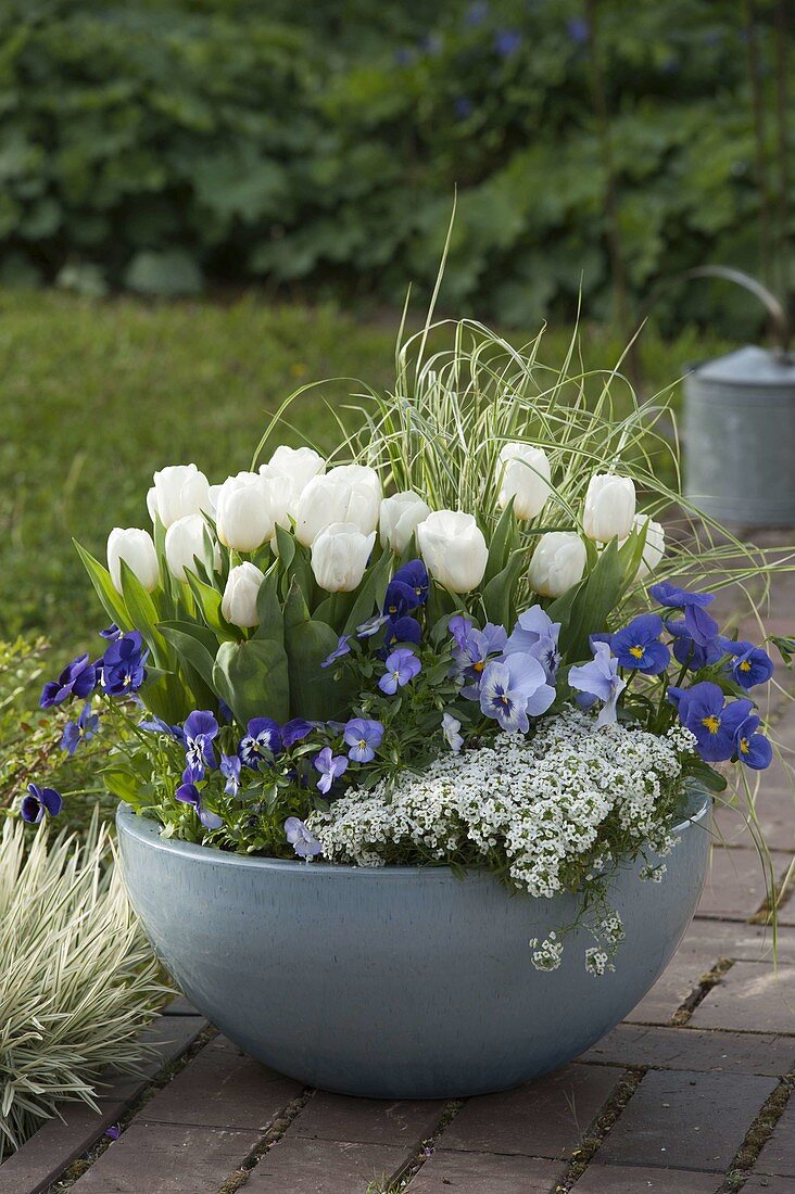 Blau-weiß bepflanzte Frühlingsschale – Bild kaufen – 12179896 ❘ living4media
