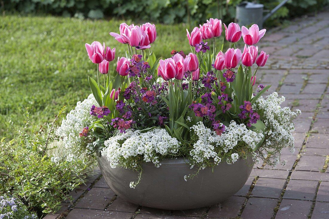 Pink-weiße Frühlingsschale: Tulipa 'Ollioules' (Tulpen), Erysimum