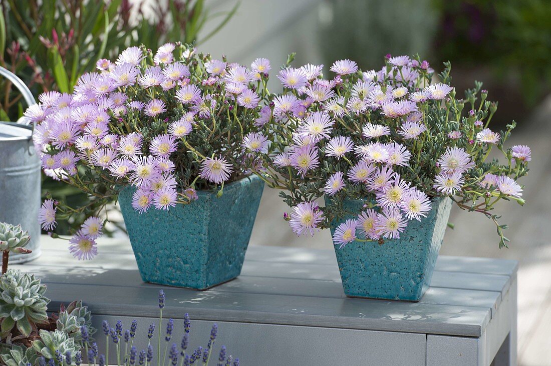 Mesembryanthemum (midday flowers) in turquoise planters