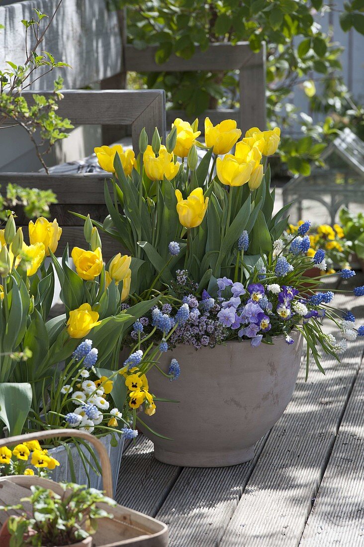 Spring Terrace with Tulipa 'Yellow Flight', Muscari 'Magic Mix'