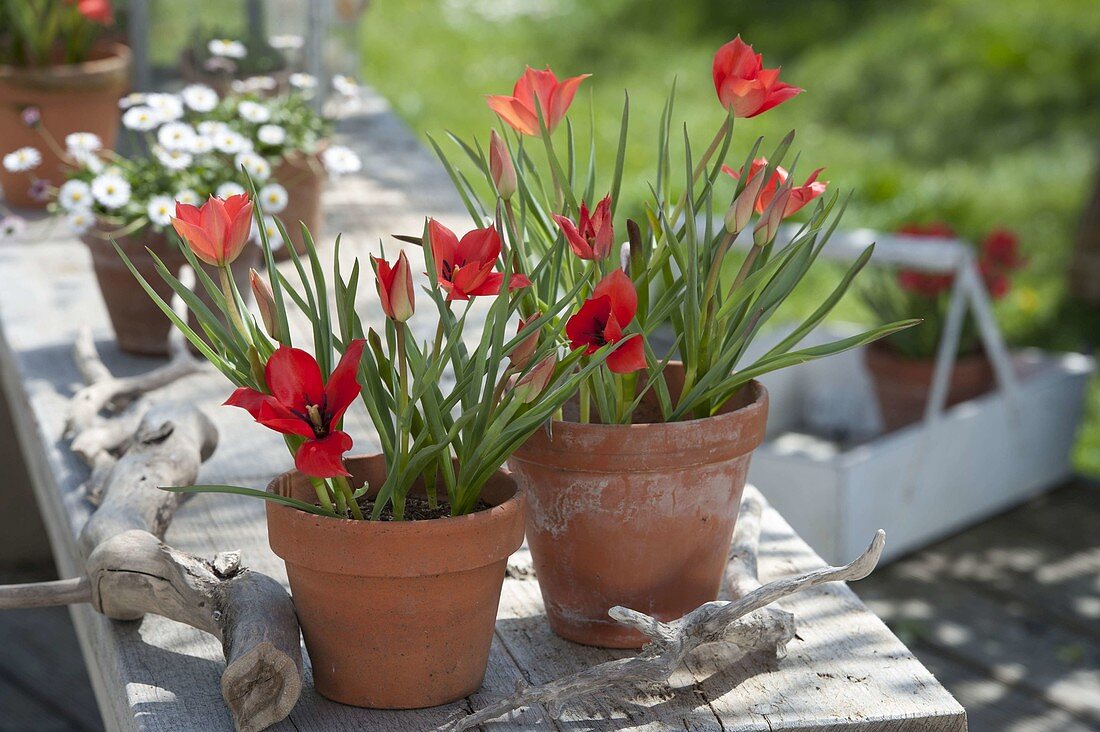 Tulipa linifolia (Flax-leaved tulips, wild tulips) in clay pots