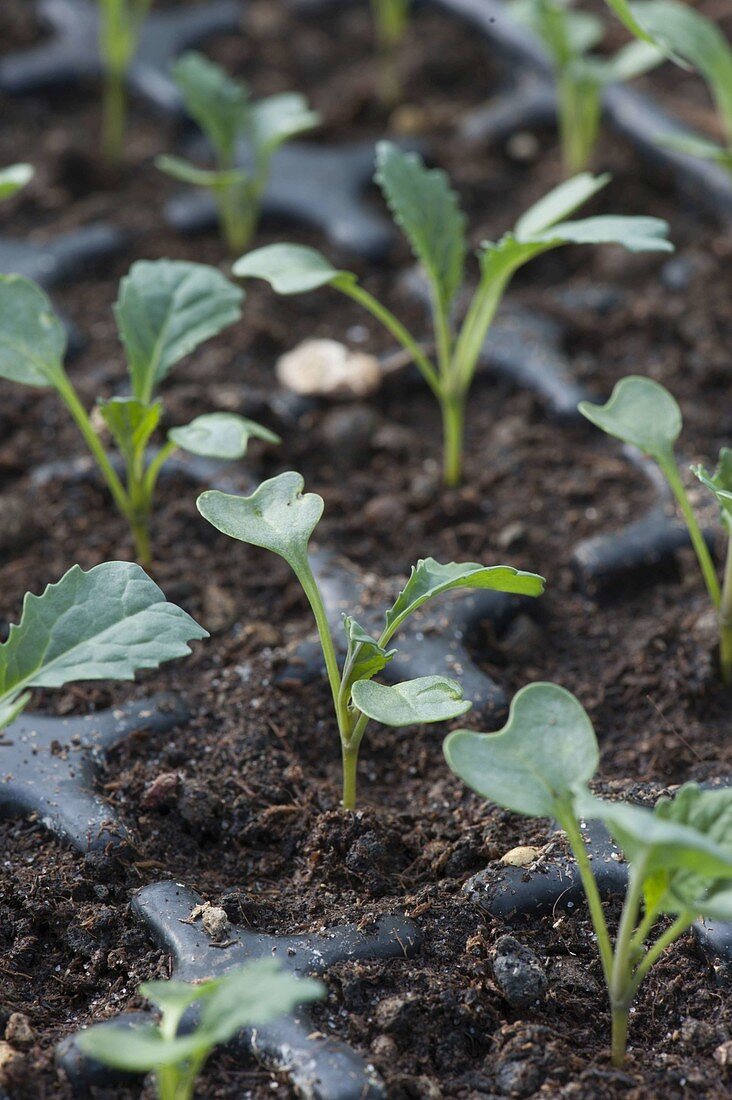 Sämlinge von Palmkohl 'Nero di Toskana' (Brassica oleracea var. palmifolia)