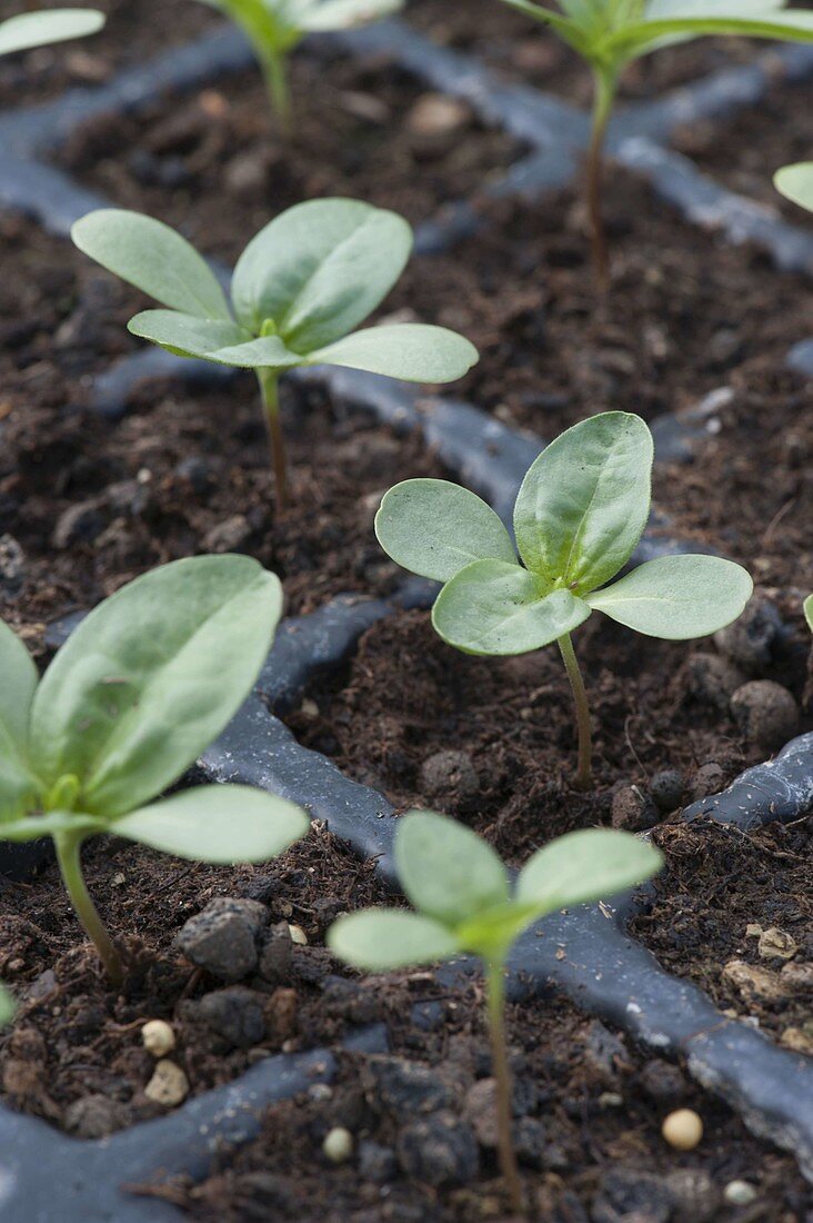 Seedlings of Zinnia grandiflora (Zinnias)