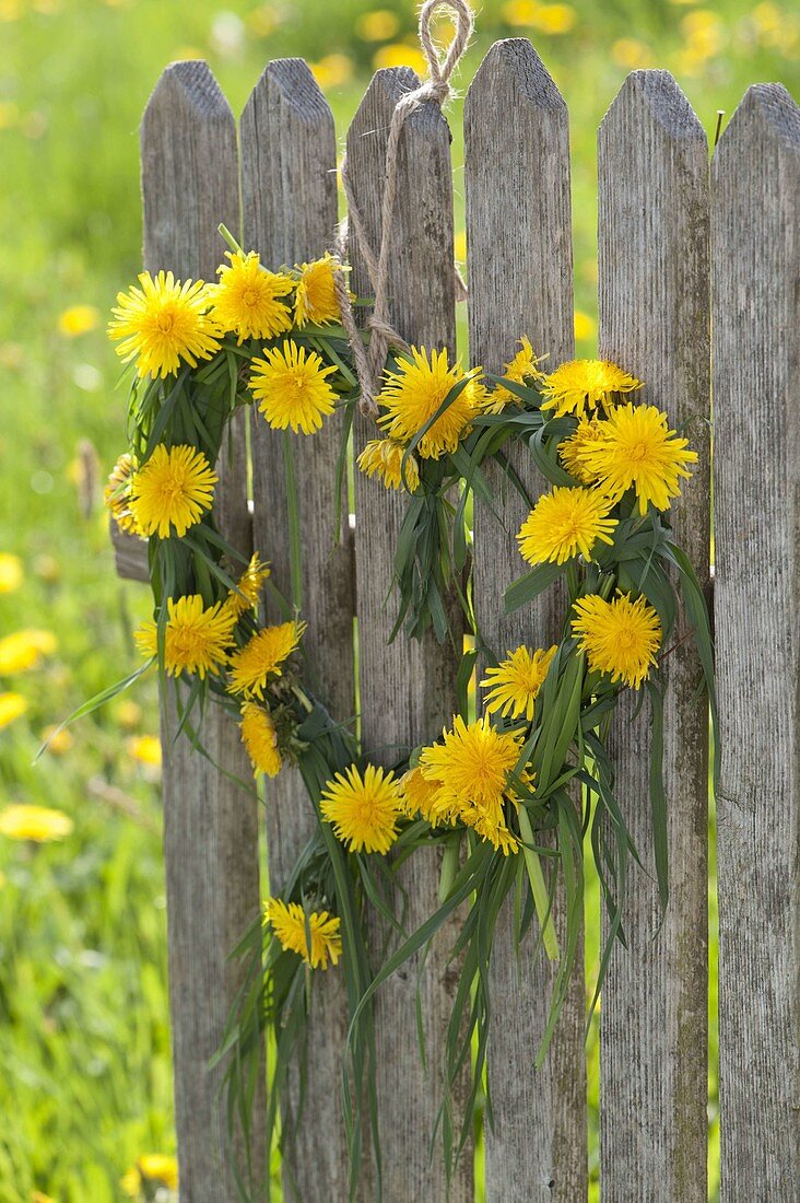 Heart made of grasses and taraxacum (dandelion) hung on fence