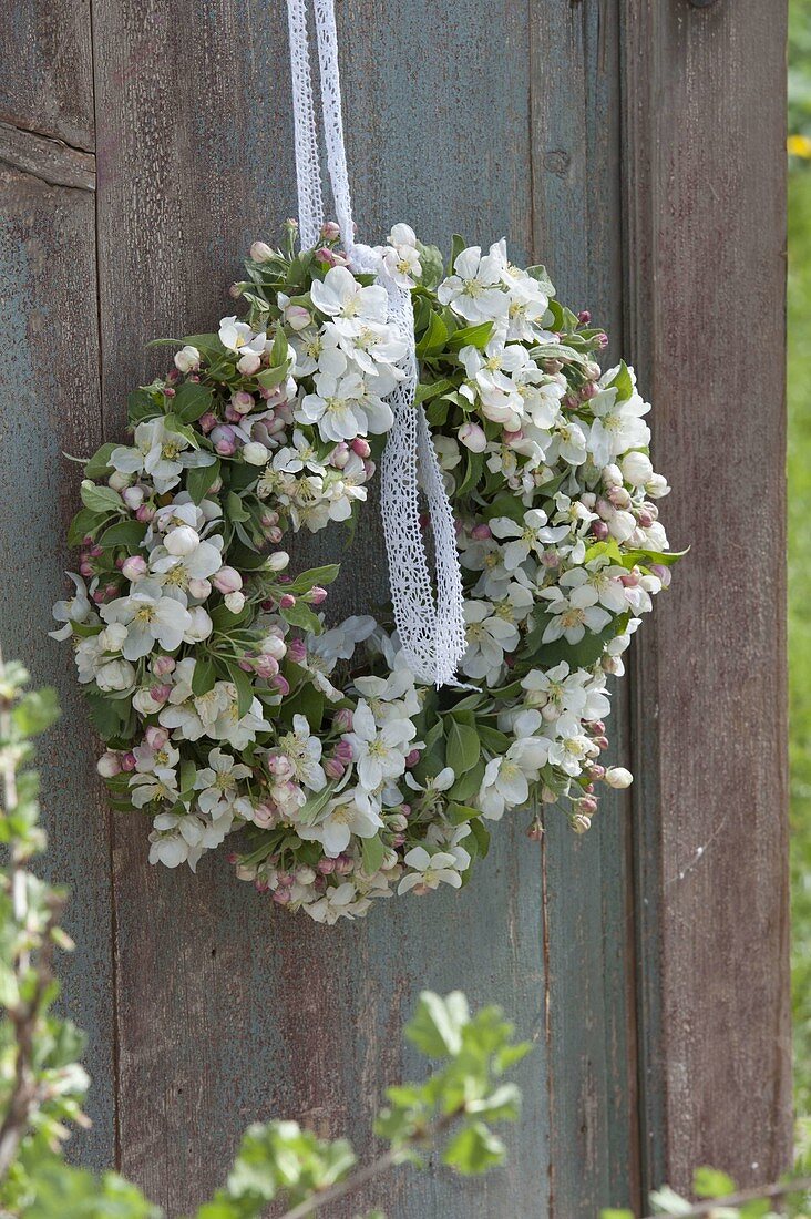 White wreath of apple blossoms (Malus)