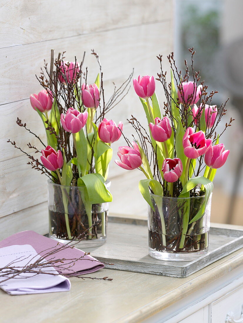Tulipa (Tulpen) in Glasgefäßen mit Betula (Moorbirke) als Steckhilfe