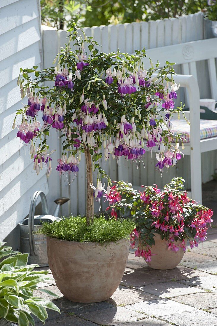 Fuchsia 'Delta's Sarah' Stämmchen und 'Beacon blau-rot' (Fuchsien