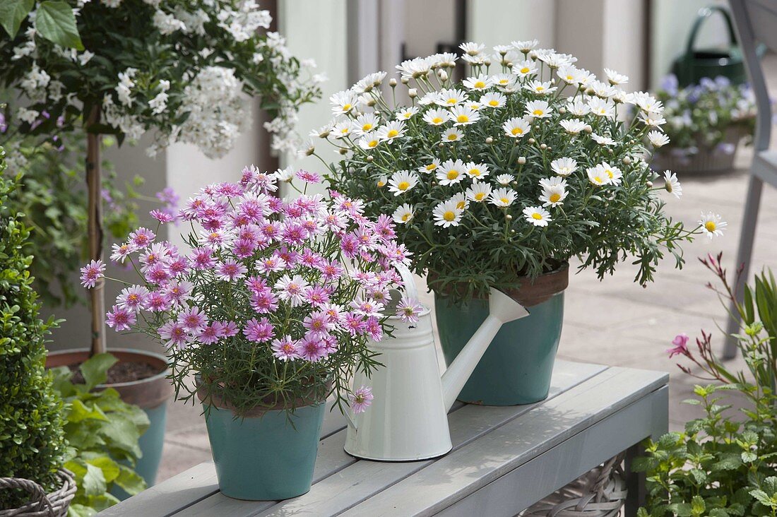 Agyranthemum 'Pomponette Pink' 'Stella 2000' (Margeriten)