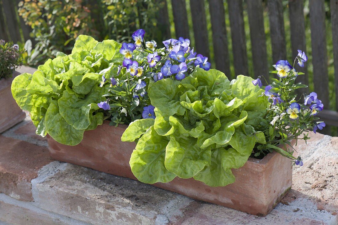 Terracotta - Kasten mit Salat (Lactuca) und Viola cornuta (Hornveilchen)