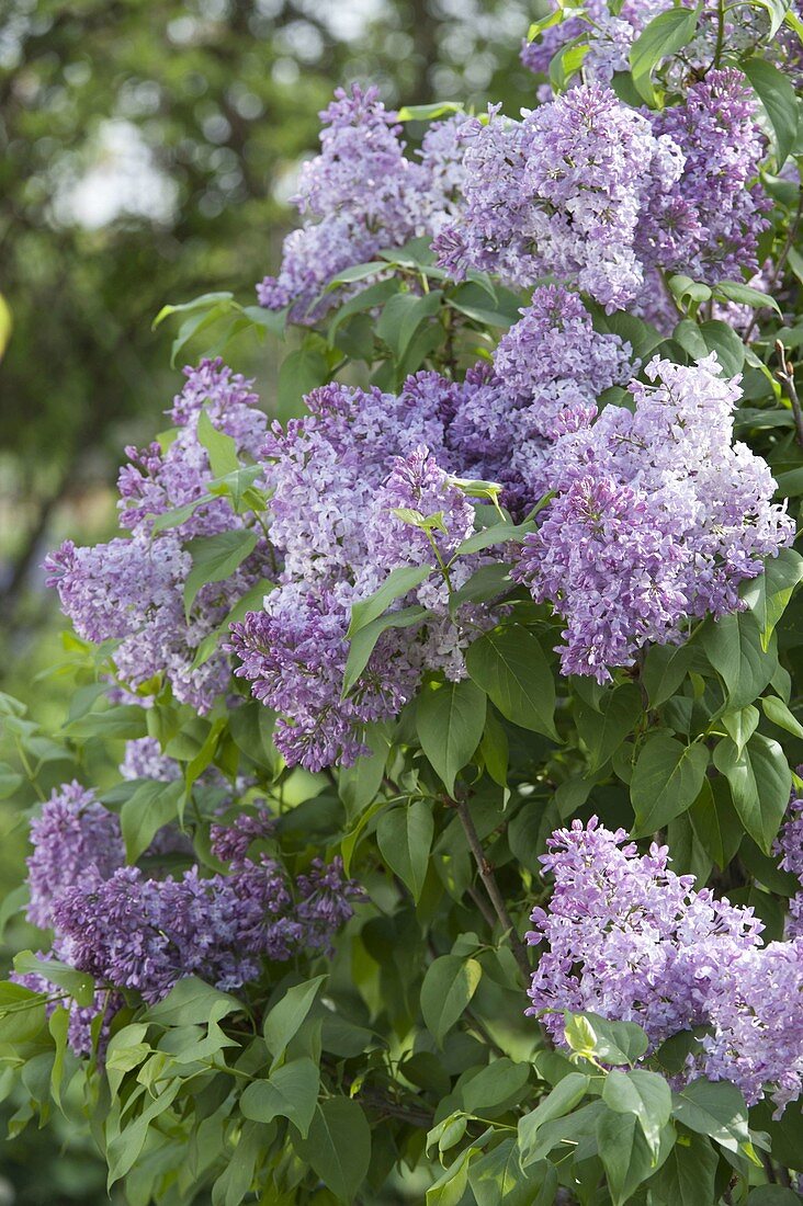 Syringa vulgaris 'Katharine Havemeyer' (Flieder)