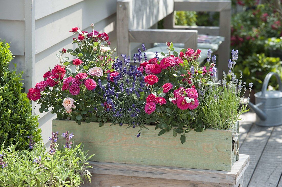 Holzkasten bepflanzt mit Rosa chinensis (Rosen) und Lavendel (Lavandula)