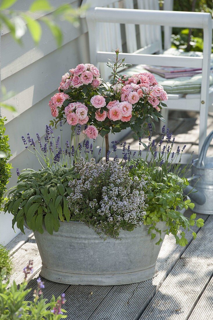 Old zinc buckets planted with pink (rose stems), lavender