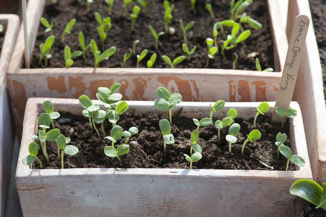 Clay boxes with seedlings of summer flowers