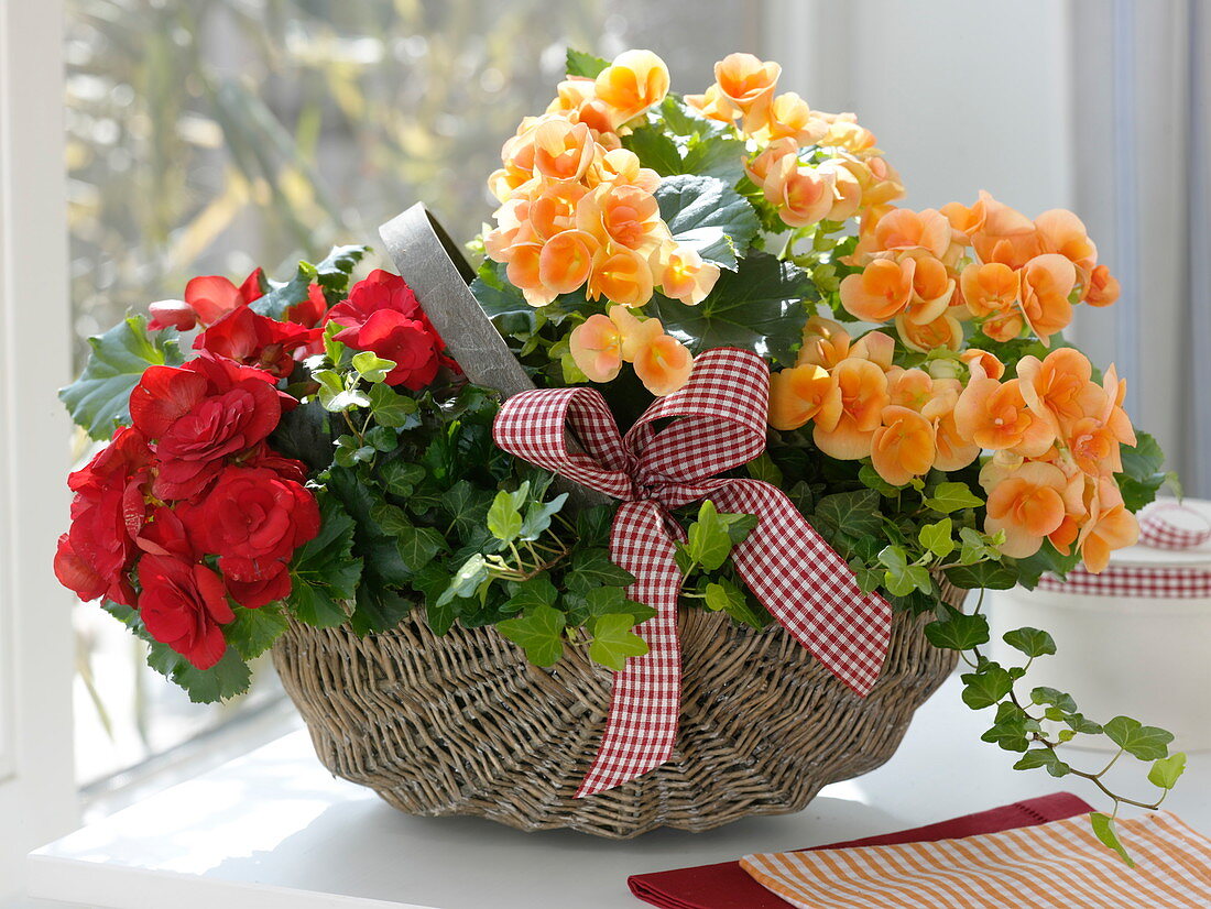 Begonia elatior (flowering begonia) and hedera (ivy) in basket