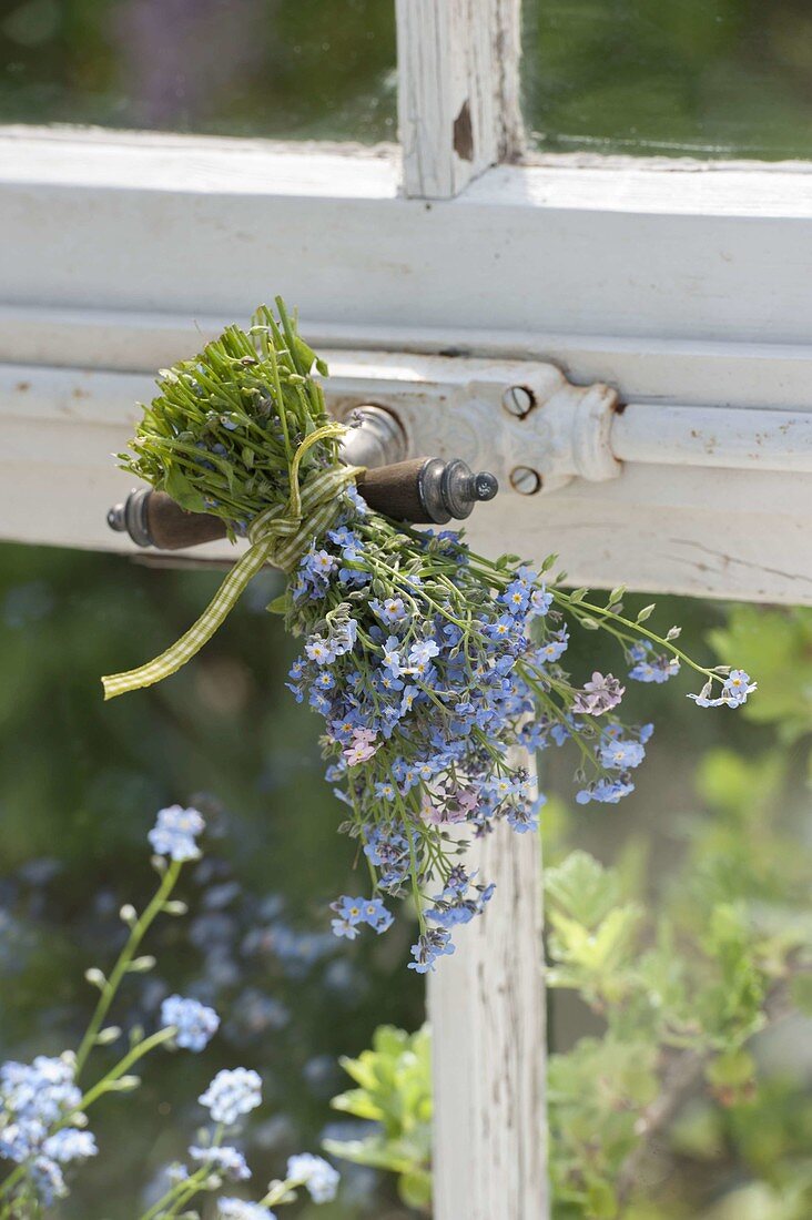 Small bouquet of Myosotis (forget-me-nots) at the greenhouse window