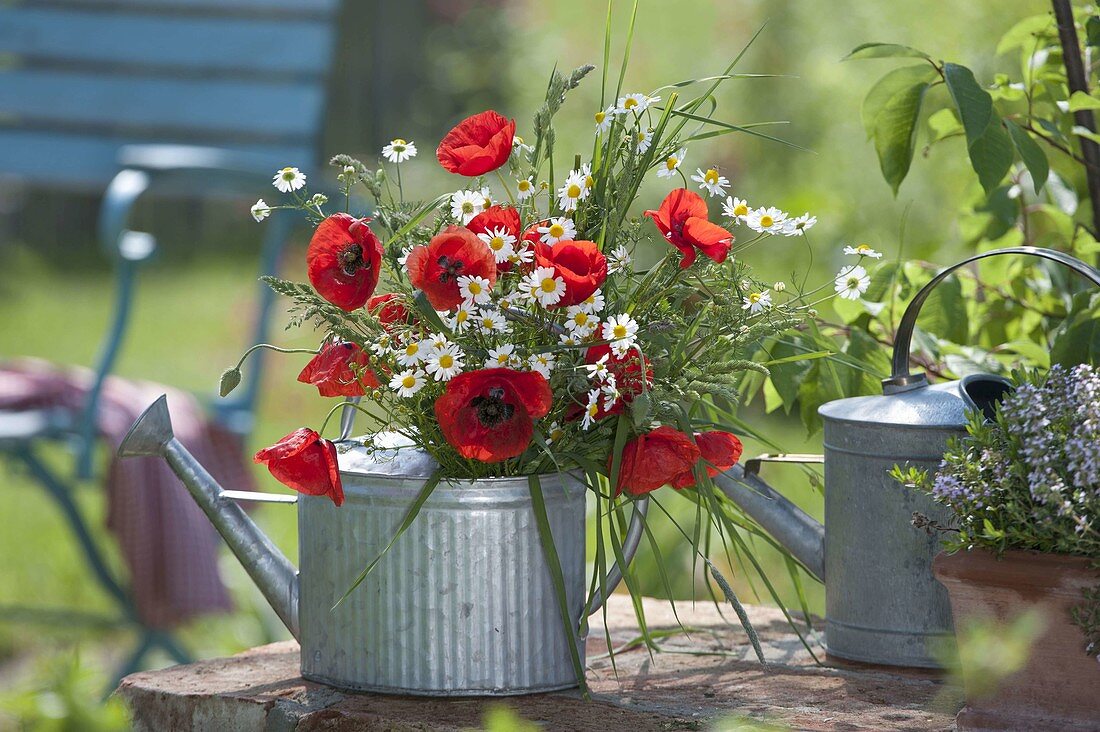Red and white meadow bouquet of Papaver rhoeas, Matricaria