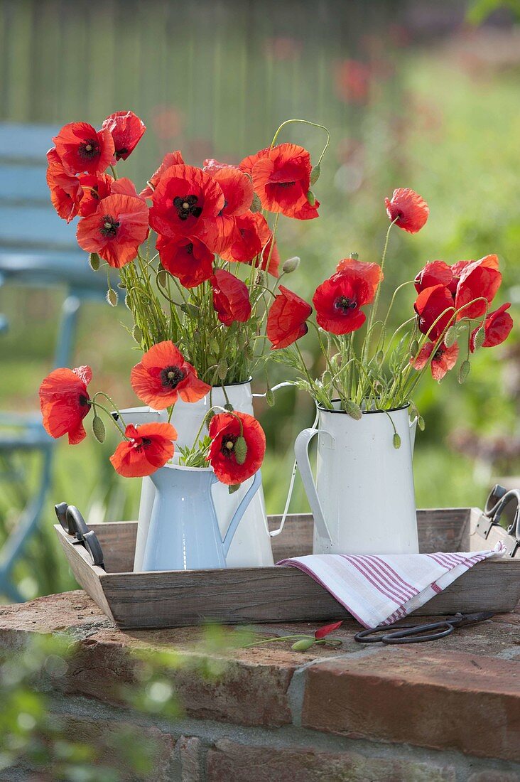 Meadow Papaver rhoeas bouquets in jugs on wooden tray