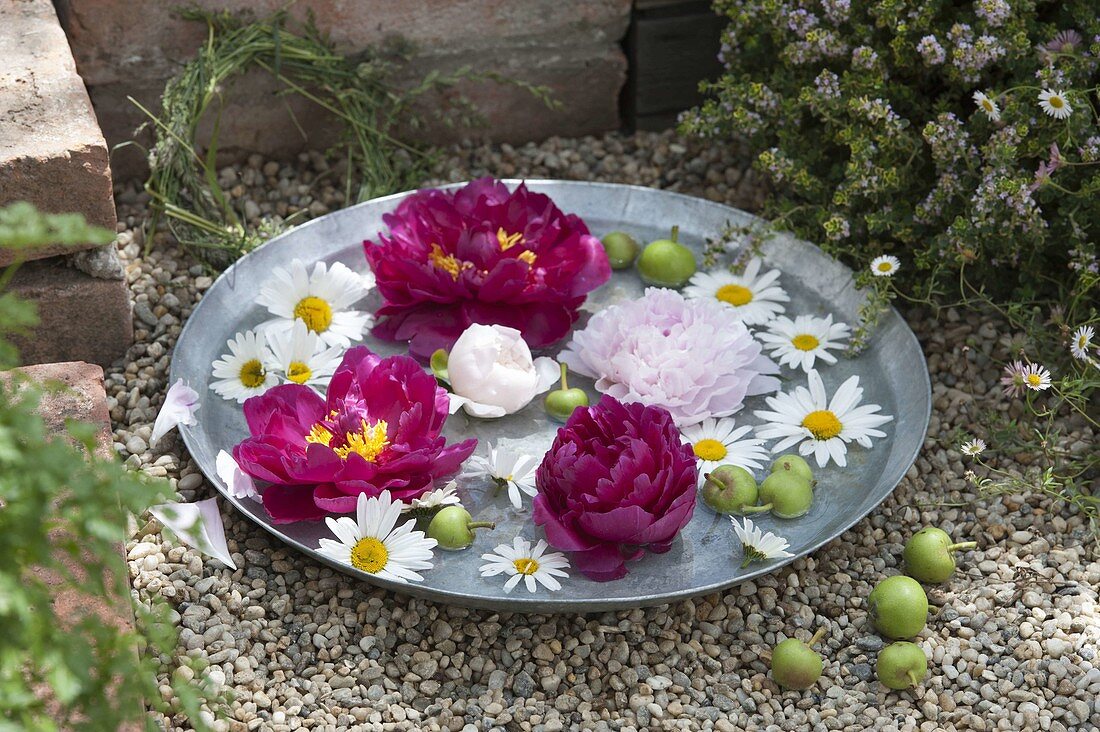 Blüten von Paeonia (Pfingstrosen) und Leucanthemum (Margeriten)