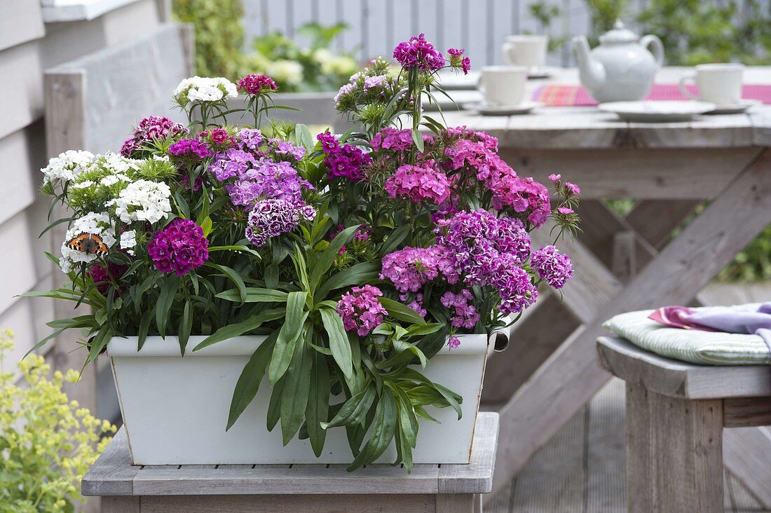 Weißer Metall-Kasten bepflanzt mit Dianthus barbatus (Bartnelken)