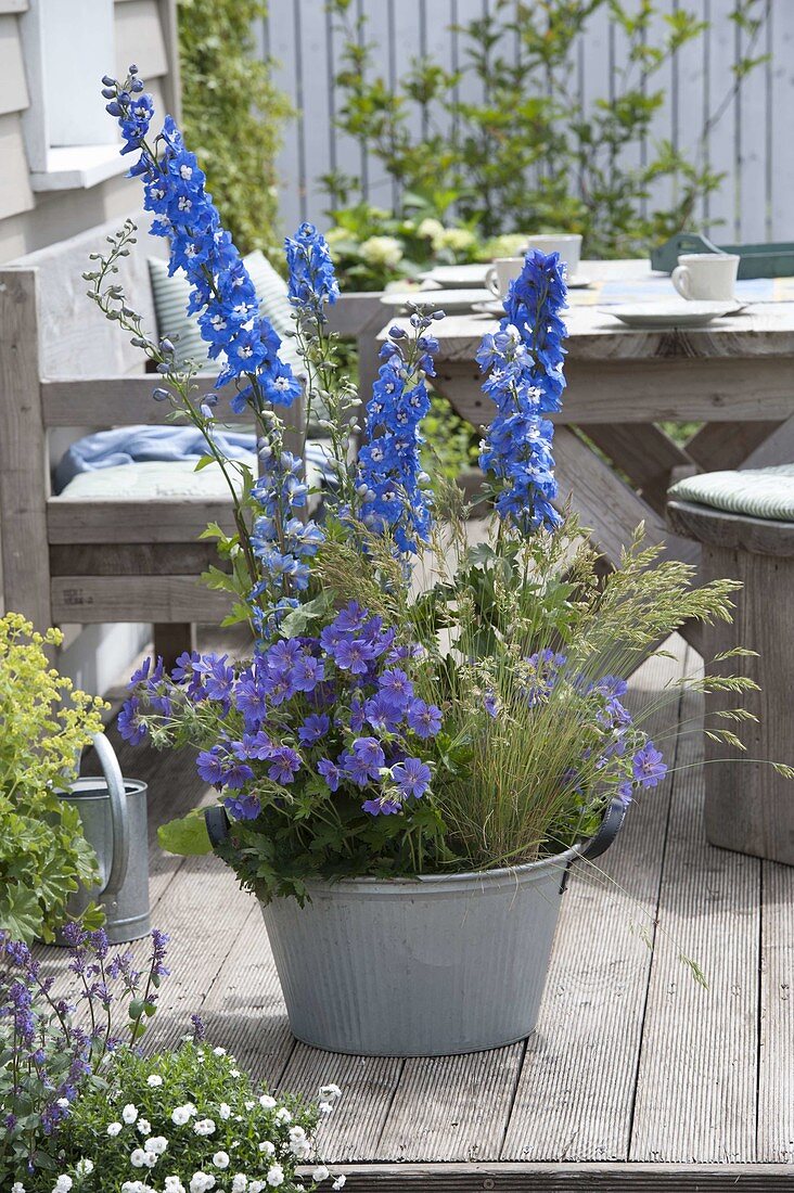 Delphinium elatum 'Royal Aspirations' 'Waldenburg' (Rittersporn), Geranium