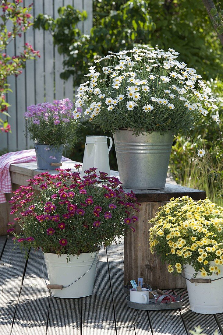 Agyranthemum 'Stella 2000', 'Meteor Red' 'Molimba Yellow' 'Pomponette Pink'