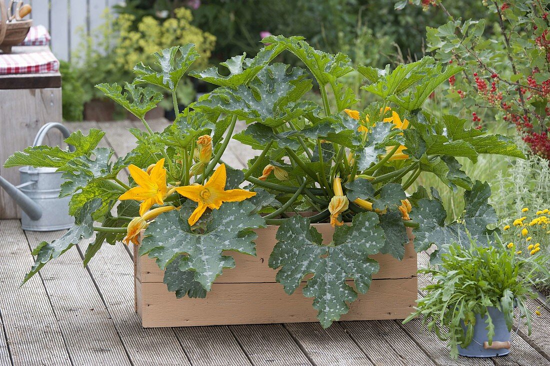 Flowering zucchini 'Gold Rush F1' in a large wooden box