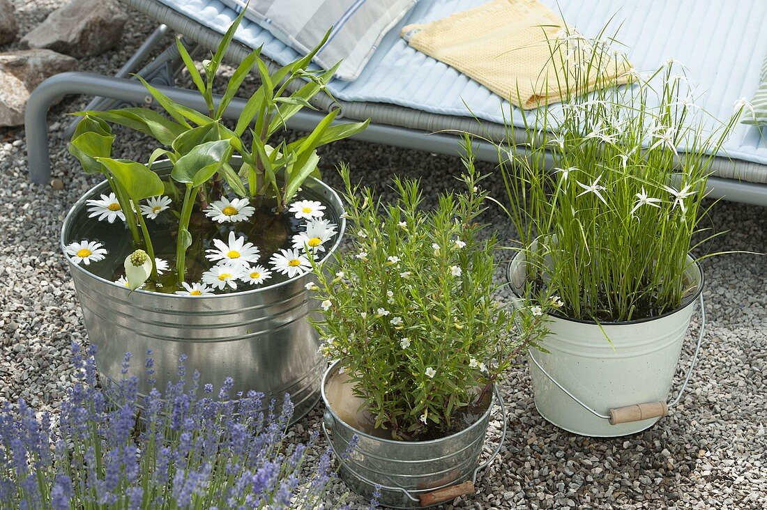 Mini ponds with Dichromena colorata (White-headed Sedge), Gratiola officinalis