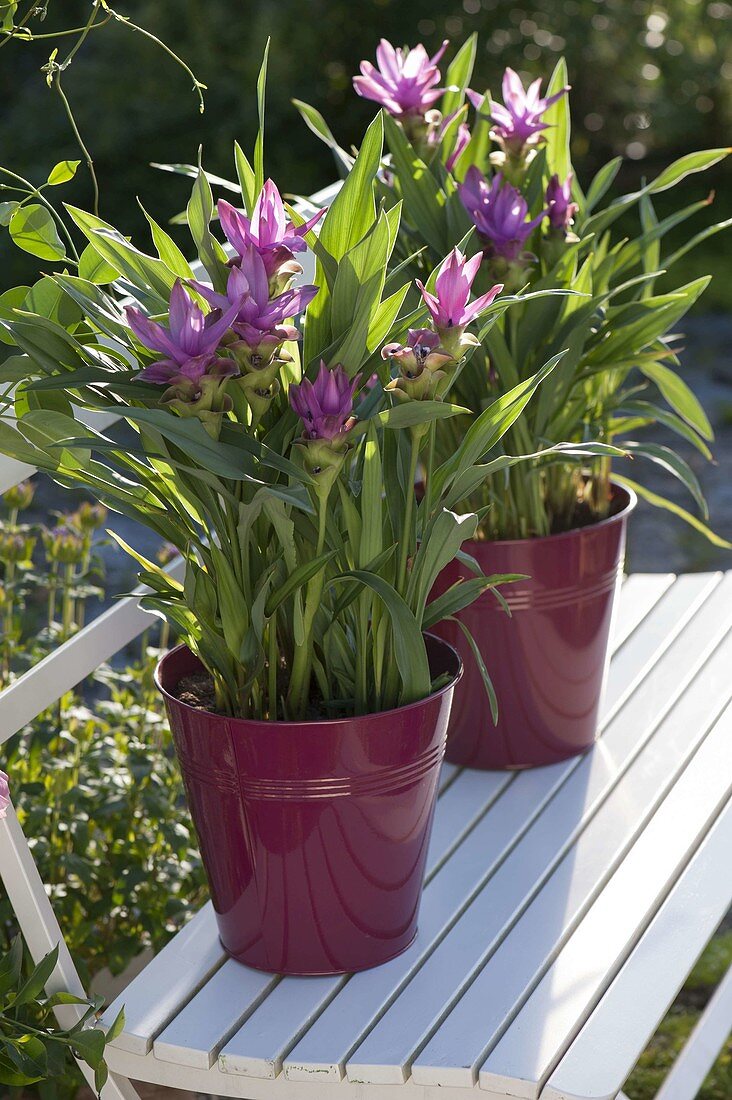 Curcuma alismatifolia (Safranwurz, Gelbwurz) in roten Blecheimern