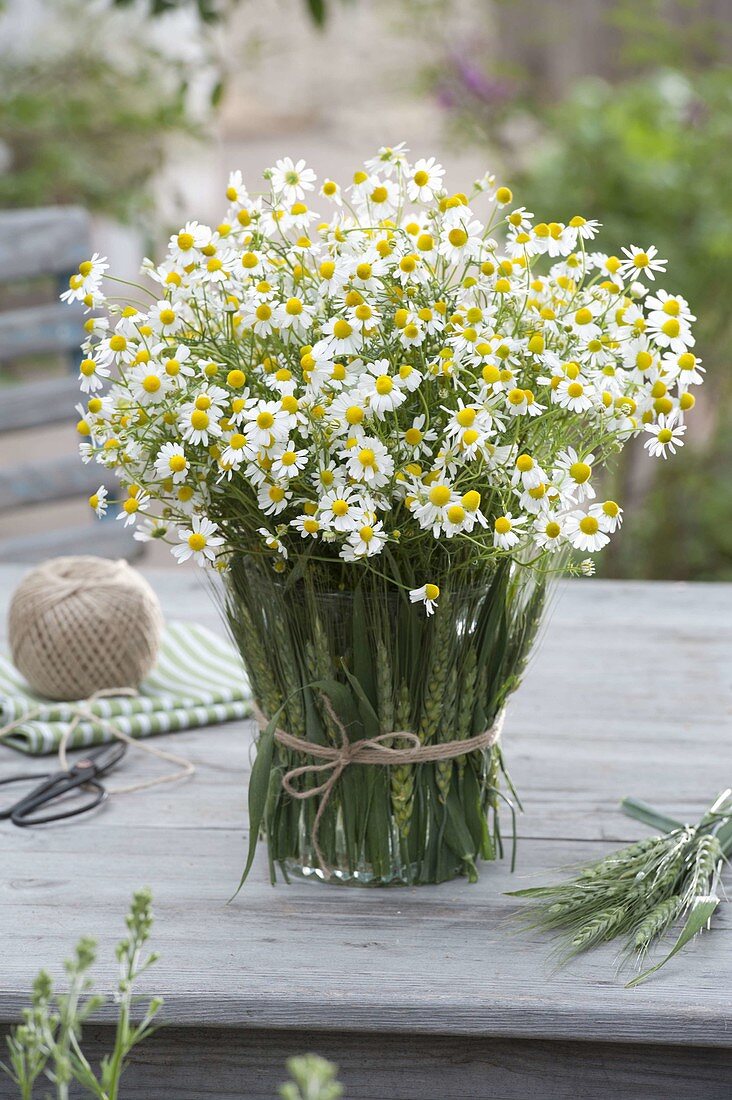 Strauß aus Kamille (Matricaria chamomilla) in Vase verkleidet mit Hordeum
