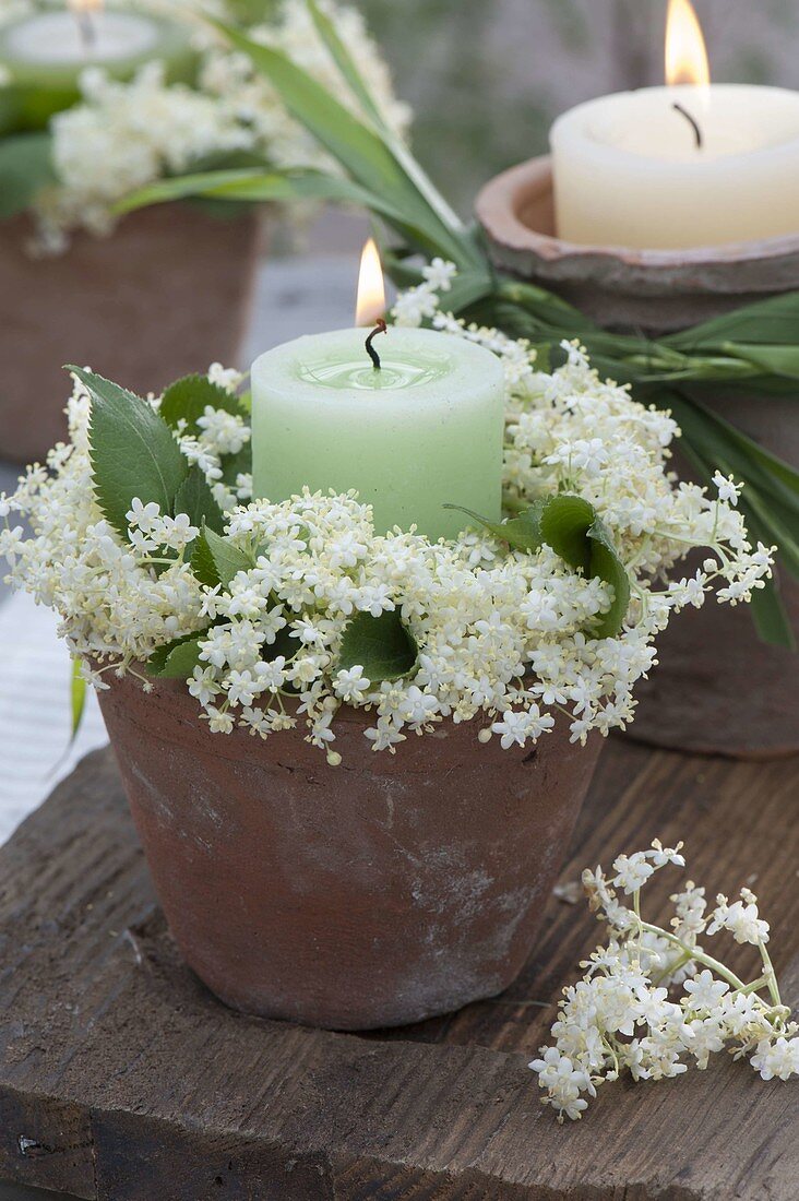 Candle wreath made of flowers of Sambucus nigra (elder) around green candle