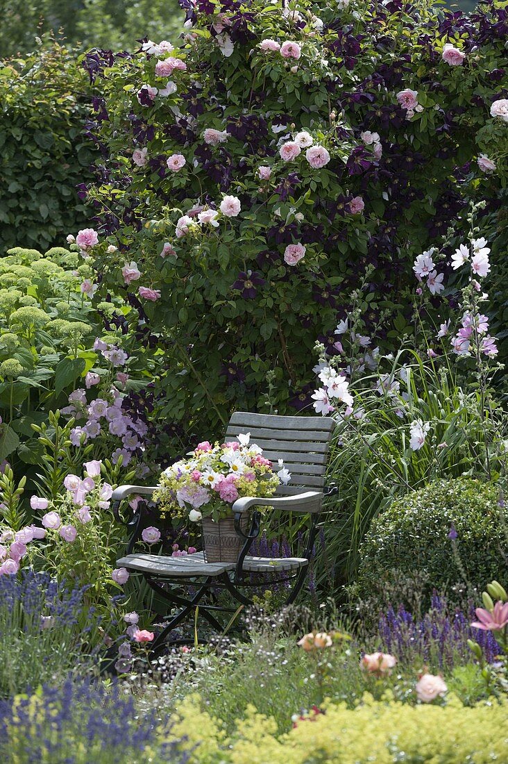 Rosa 'Kir Royal' (Kletterrose) und Clematis viticella 'Romantika' im Beet